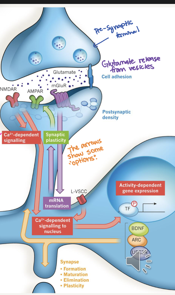 <p>Ap arrives at presynaptic terminal, vescicles fuse with membrane+release glutamate into cleft, Glutamate binds AMPA receptors depolarizing postsynaptic cell</p>