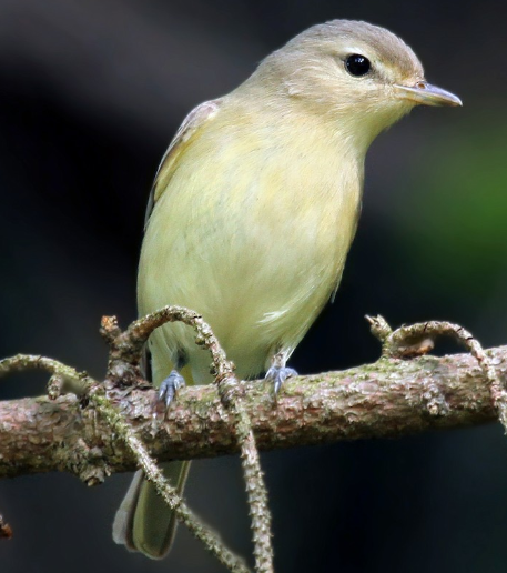 <p>What bird is this?</p>