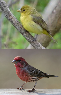 <ul><li><p>carotenoids: </p><ul><li><p>produces bright yellow to red colors</p></li><li><p>birds cannot synthesize carotenoids; obtained in diet (fruits, seeds)</p></li><li><p>carotenoid-produced colors are often important in mate choice</p></li><li><p>combination of melanin and carotenoids produce olive-green color</p></li></ul></li></ul><p></p>