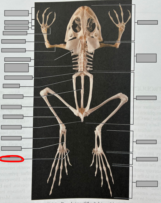 <p>What part of the organism is this?</p>