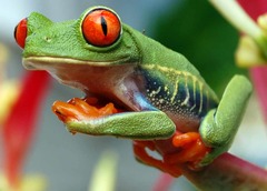 <p>la rana</p>