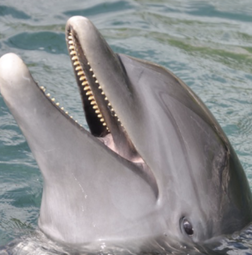 <p>Teeth or baleen?</p>