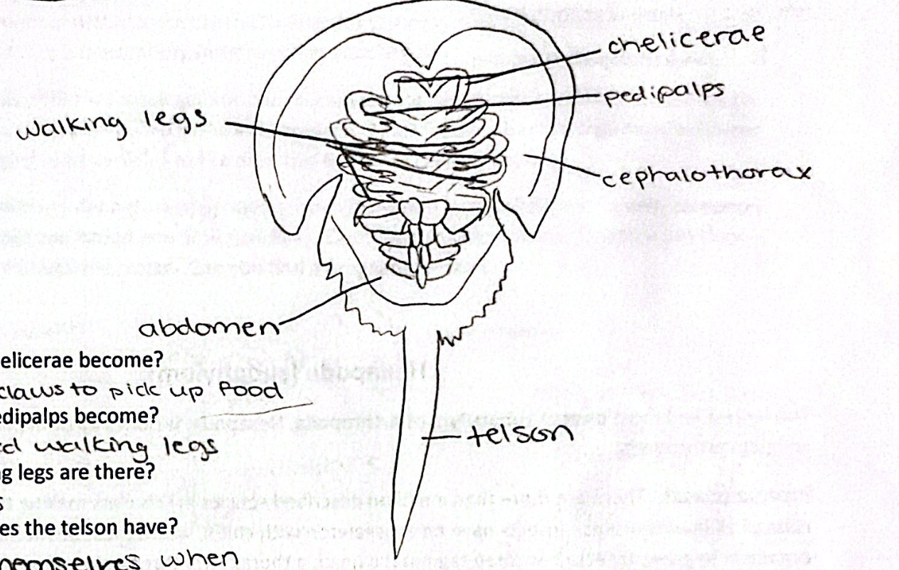 <img src="https://assets.knowt.com/user-attachments/ea36e993-45c3-4533-a7f1-57760c94ca60.png" data-width="100%" data-align="center" alt="knowt flashcard image"><p></p>