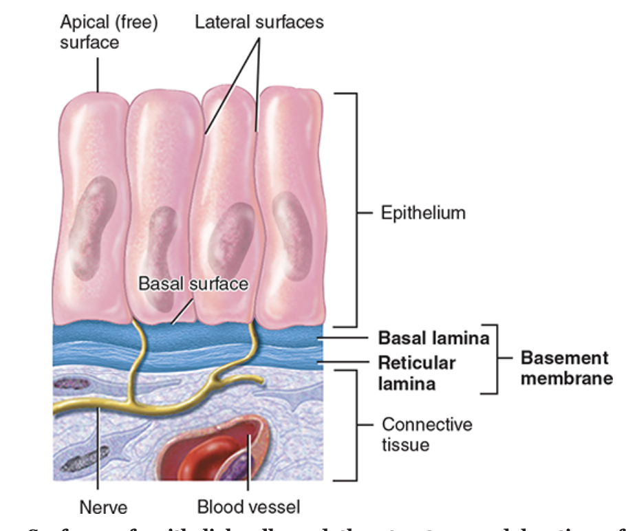 <p></p><p>general features of epithelial tissue </p>