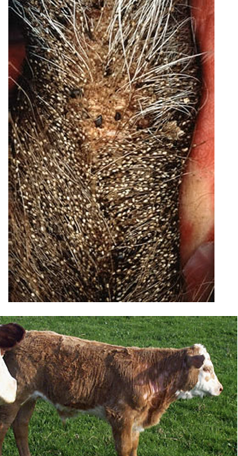 <p>General term for louse infestation</p>