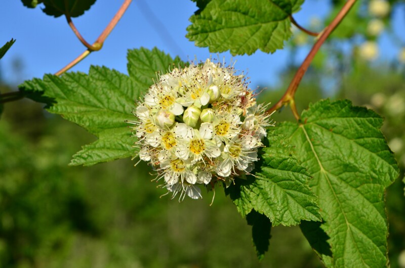 <p>Ninebark</p>