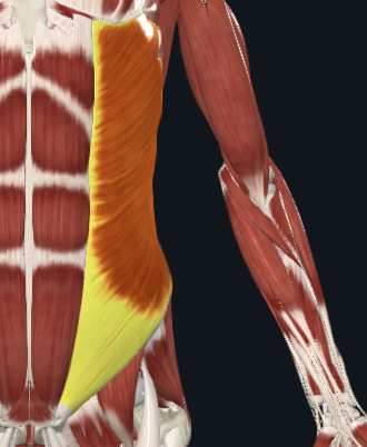 term image