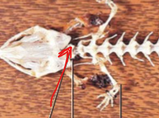 <p>Paired bony projections on the posterior aspect of the skull that articulate with the atlas</p>