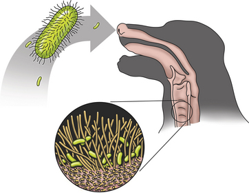 <p>Bordetella bronchiseptica</p>