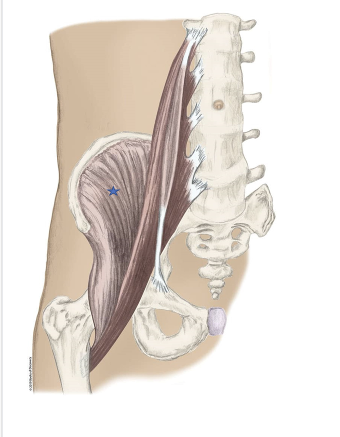 <p><span>From the list of muscles and actions below, identify the "starred" muscle and its primary actions.</span></p>