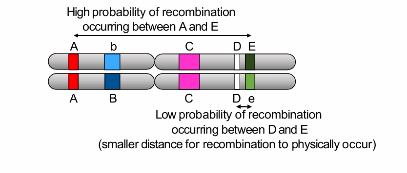 <p>How does linkage differ for genes on different chromosomes, far apart on the same chromosome, and close together on the same chromosome?</p>