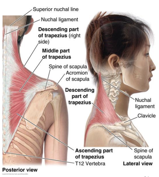 <p>Trapezius</p>