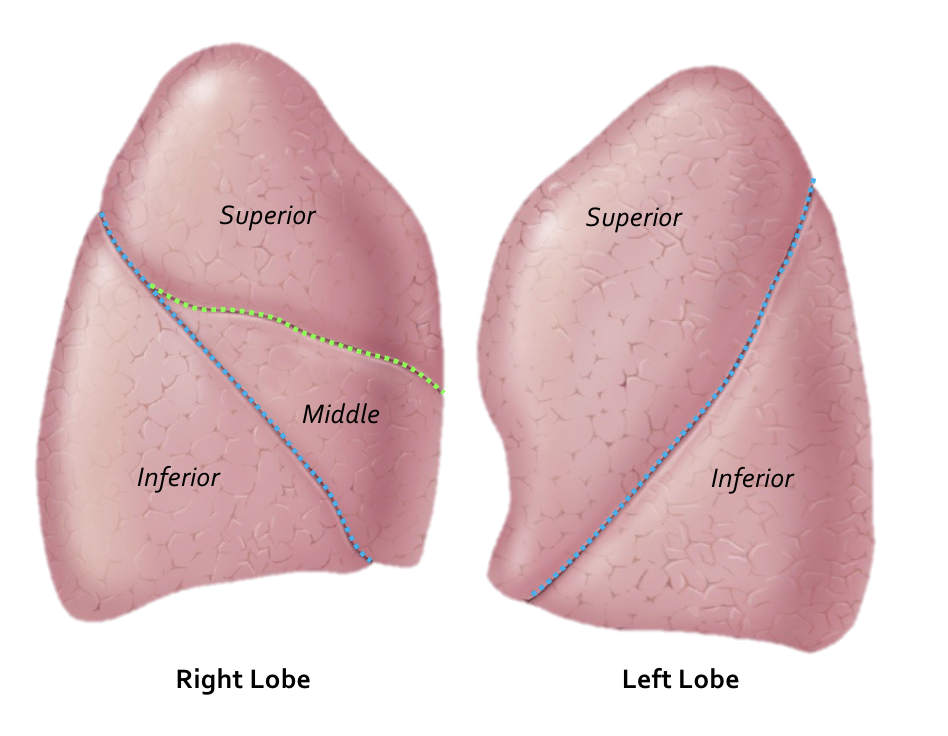 <p>provide air to upper portion of lungs</p>