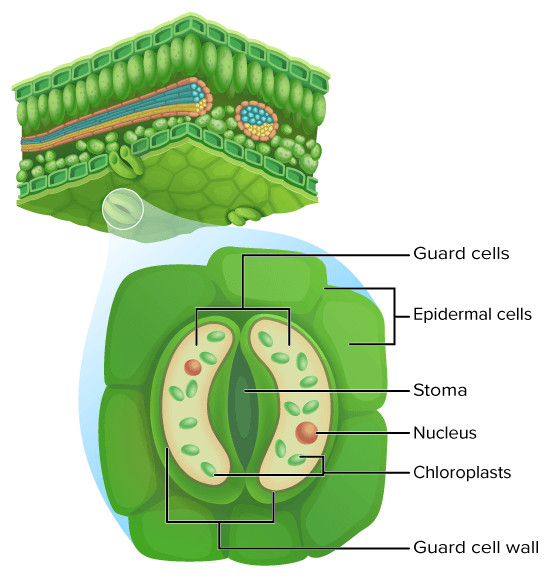 <p>One layer of cells that provides protection for the inner tissues. (cells are clear to allow light to reach photosynthetic tissues). </p>