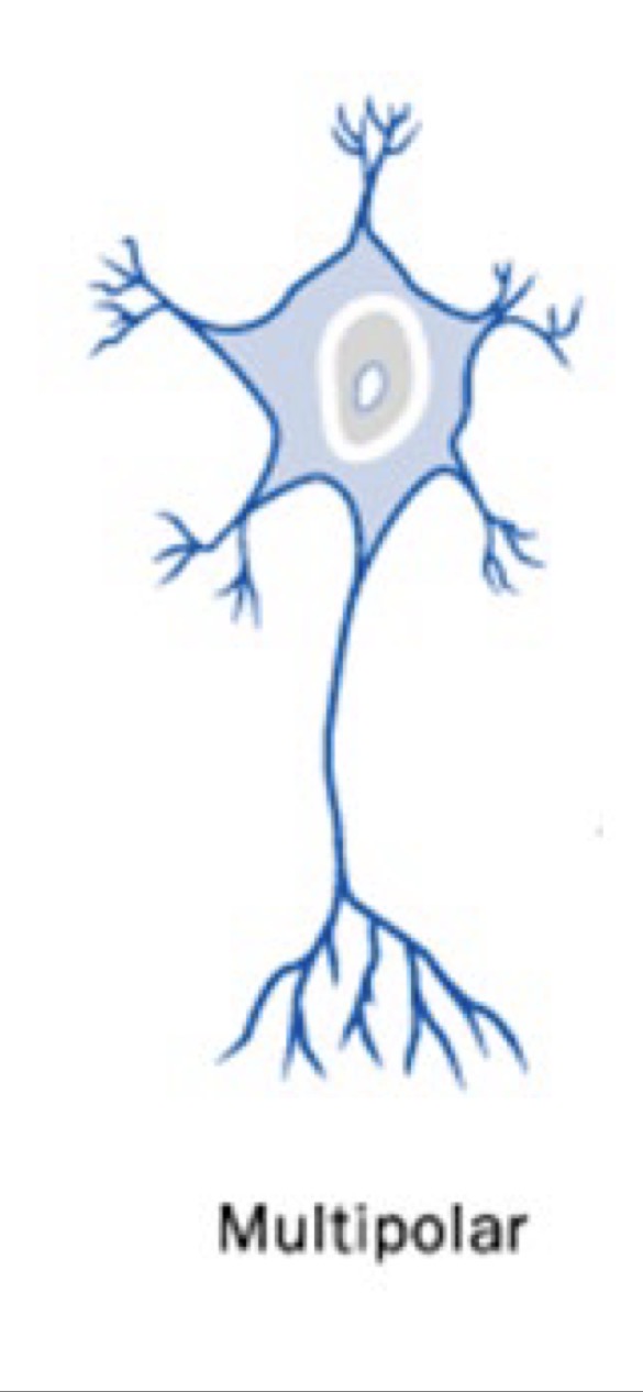 <p>1 axon and several dendrites, dendrites do not come off of the cell body, most abundant</p>