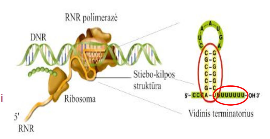 <ul><li><p>Bakterijose yra dviejų tipų transkripcijos terminacija: </p><ul><li><p>Nuo Rho veiksnių priklausoma </p></li><li><p>Nuo Rho nepriklausoma </p></li></ul></li><li><p>Nuo veiksnių (Rho) nepriklausomi vidiniai terminatoriai (intrinsic terminators): </p><ul><li><p>Užkoduoti DNR sekoje </p></li><li><p>Nurašomi per transkripciją </p></li></ul></li><li><p>Pirminiame transkripte sudaro antrines struktūras, lemiančias terminaciją: </p><ul><li><p>Segtuką (daug G-C porų) </p></li><li><p>RNR 3’ poliU galą, silpnai sąveikaujantį su DNR matrica</p></li></ul></li></ul><p></p>