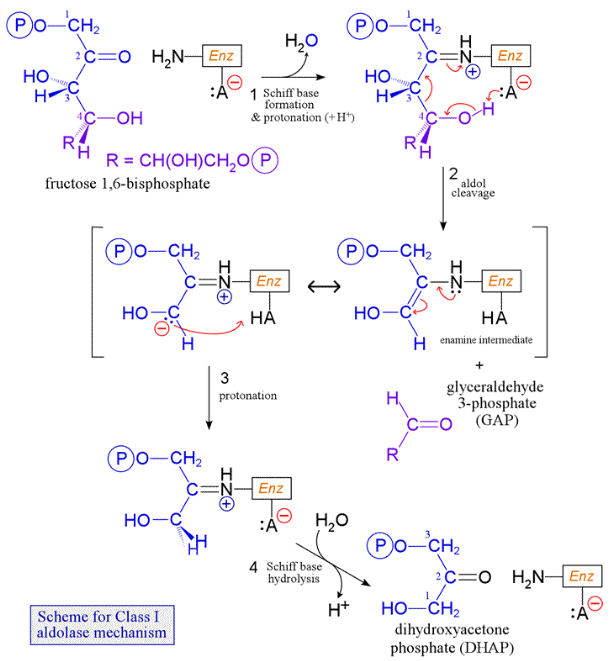 <p>adjacent carbonyl activates cleavage</p><p>iminium - covalent catalysis to enzyme → reduces entropy + favourable cyclic electron arrangement → control of reaction site</p><p>produces DHAP and GAP</p>