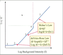 <p>Dark Light Region: Because the background is so dark within the dark light region, what is the vision mainly influenced by in the visual system?</p>