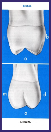 <p>No cusp of carabelli (usually)</p><p>Smaller distopalatal cusp than firsts</p>