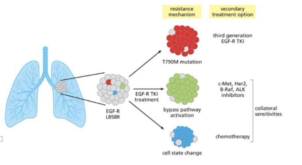 <ul><li><p>resistance mechanism → T790M mutation → third generation EGFR-TKI</p></li><li><p>EGFR TKI treatment → bypass pathway activation → c-Met, Her2, B-raf, ALK inhibitors</p></li><li><p>cell state change → chemotherapy</p></li><li><p>collateral sensitivities</p></li></ul><p></p>