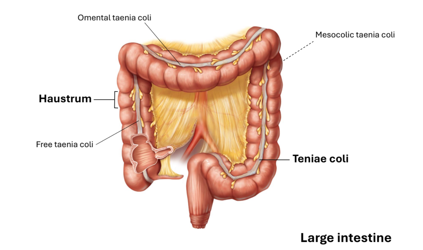 <ol><li><p>Free taenia coli</p></li><li><p>Haustrum </p></li><li><p>Omental taenia coli </p></li><li><p>Mesocolic taenia coli </p></li><li><p>Teniae coli</p></li></ol><p></p>