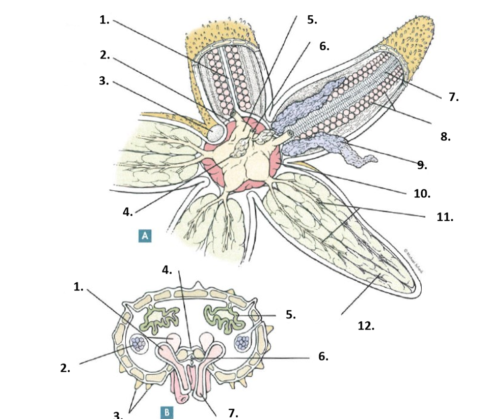<p>Phylumn Genus</p><p>Name the Parts</p>