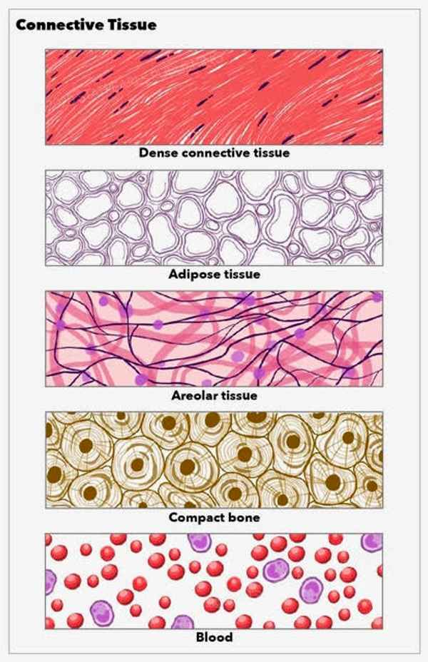 <p>Types of Connective Tissue (6)</p>