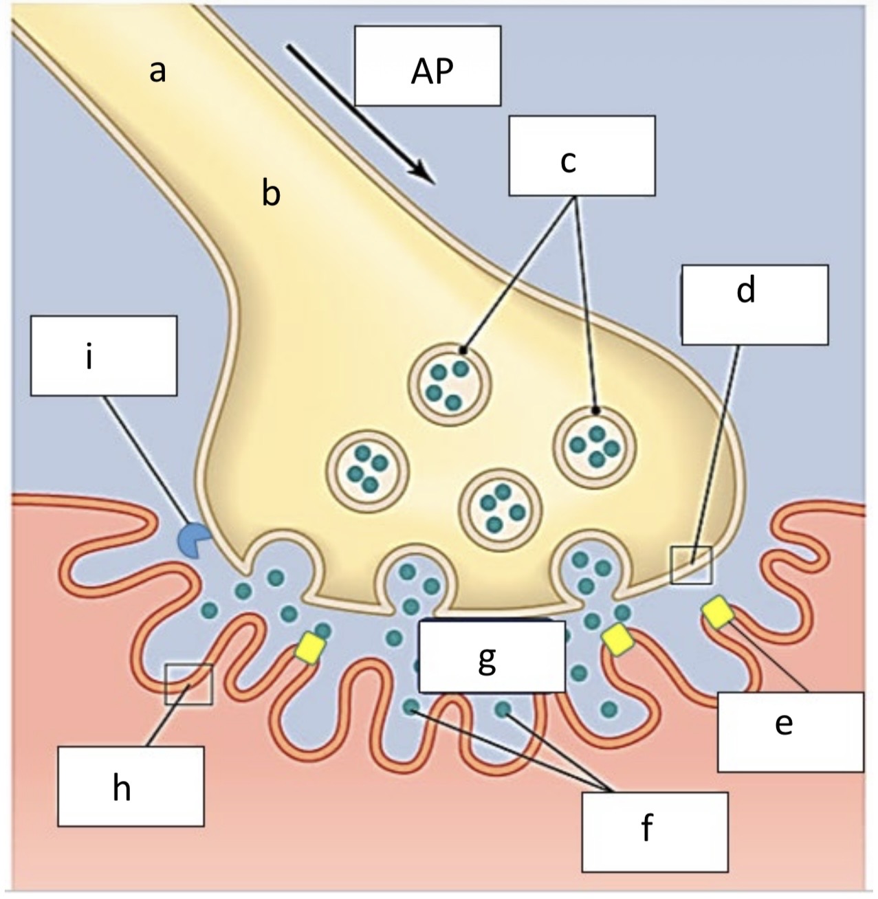 <p>A. ID the labeled structure </p><p>B. Name the ions which stimulate action potential </p><p>C. ID the structure </p><p>D. ID the structure </p><p>E. ID the structure </p><p>F. ID the structure </p><p>G. ID the space</p><p>H. ID the labeled structure</p><p>I. ID the labeled compound </p>