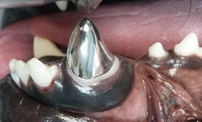 <p>crown </p>