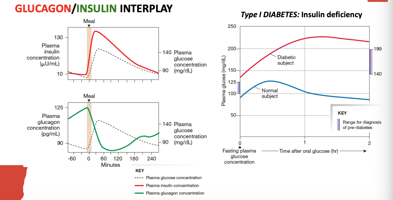<ol><li><p>insulin levels increase after eating and reduce blood glucose levels </p></li><li><p>glucagon levels increase during fasting and increase blood glucose levels </p></li></ol><p></p>