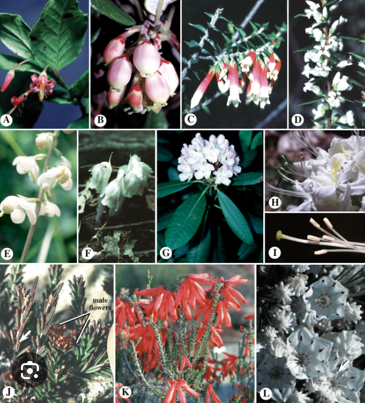 <ul><li><p>Urceolate corolla</p></li><li><p>Intrastaminal nectar disk</p></li><li><p>EVergreen shrubs</p></li></ul><p></p>