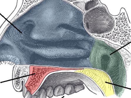<p>t<span>he movable, muscular back portion of the roof of the mouth (yellow)</span></p>