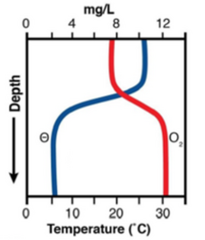 <p>oligotrophic, orthograde</p>