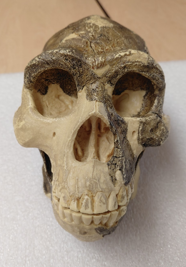 <p>Homo erectus!</p><p></p><p>Distinguishing Features:</p><ul><li><p>Sagittal keel</p></li><li><p>Supraorbital torus</p></li><li><p>Supraorbital sulchis </p></li><li><p>Nuchal torus</p></li><li><p>Shovel shaped incisors</p></li></ul><p></p>
