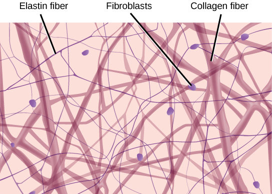 <p>Elastic fibers</p>