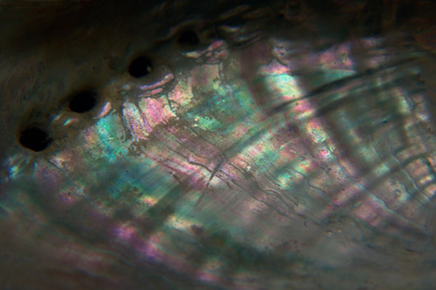 <p>nacré, irisé</p>