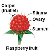 <p>derived from one flower with multiple pistils</p>