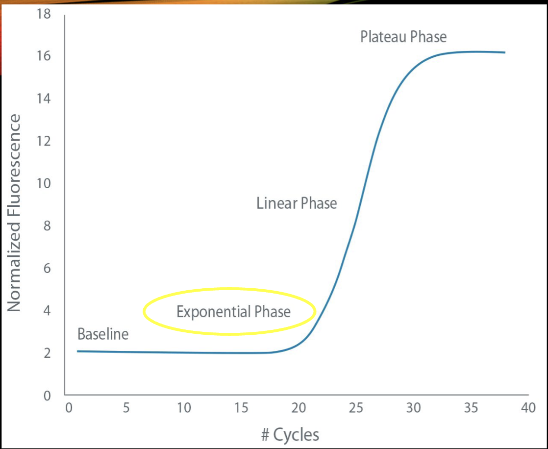 <p>during the exponential signal phase</p>