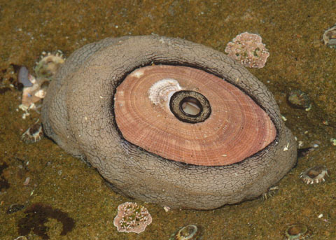 <p>Giant Keyhole Limpet</p>