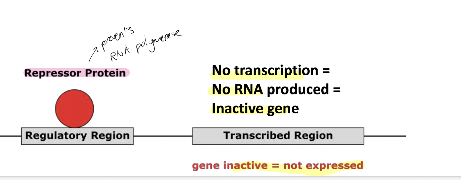 <p>A protein found at the starting regulatory sequence of a gene that will prevent RNA polymerase from attaching, repressing transcription</p>