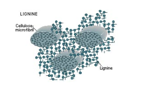 <p>Zeer onoplosbaar polymeer in de secundaire celwand van xyleemcellen, opgebouwd uit fenolderivaten die in drie dimensies polymeriseren. Vult de ruimte tussen cellulose-microfibrillen op. Maakt de celwand star: de cel kan niet meer groeien en sterft. Verhoogt de druksterkte enorm (draagt gewicht van bomen). Ontstond evolutionair ±400 miljoen jaar geleden toen planten het land begonnen te bewonen.</p>