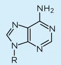 <p>Which base is this?</p>