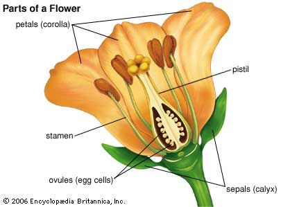 <p>The outer whorl of sepals; typically green (But can be petal like or petaloid n some species). </p>