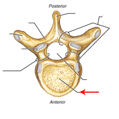 <p>Thick, cylindrical weight-bearing part of vertebra</p>