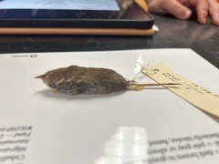 <p>What is the family of this animal</p>
