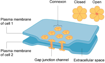 <p>Specialized protein channels that directly connect the cytoplasm of adjacent animal cells, allowing for the free passage of ions, water, and small molecules</p><ul><li><p>Connect animal cells</p></li></ul><p></p>