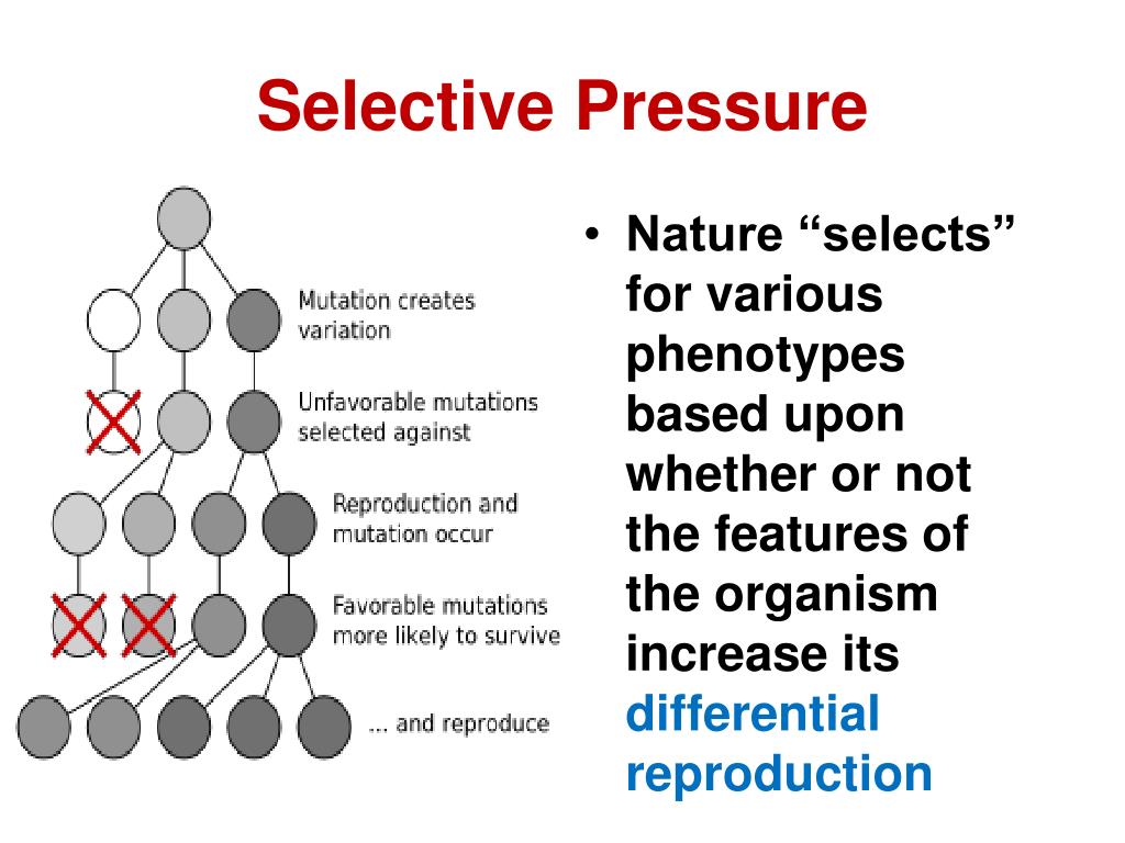 <p>Selective Pressure</p>