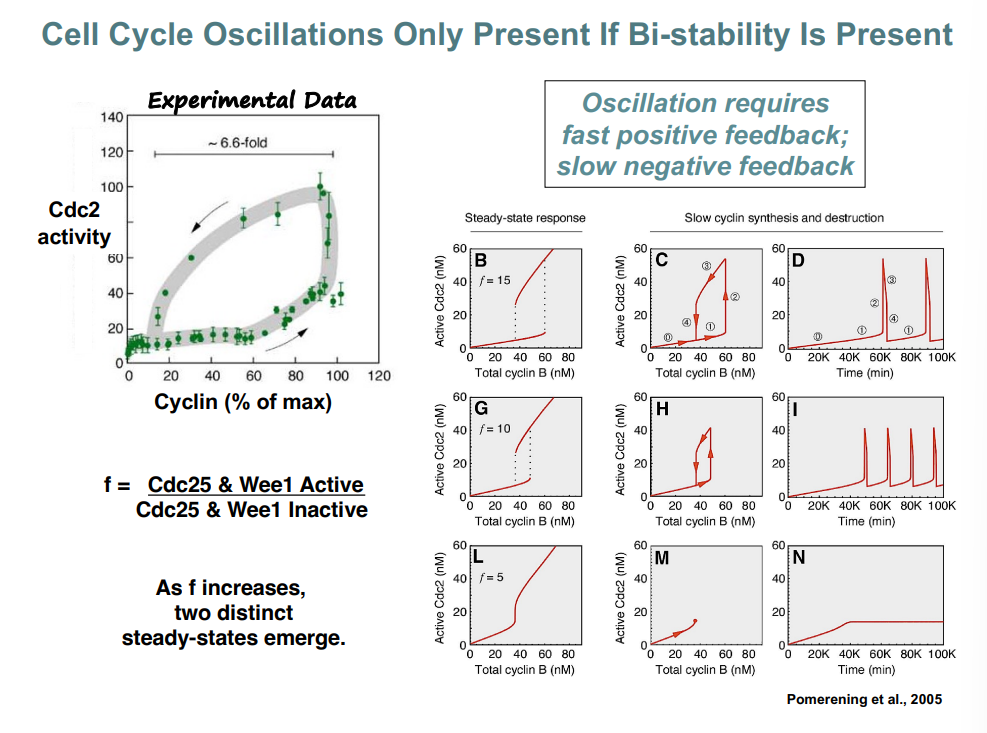 <p><span style="background-color: transparent;"><strong>Bistability, Hysteresis, and Cell Cycle Oscillations (Pomerening et al., 2005)</strong></span></p>