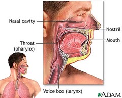 <p>nose, nasal cavity, mouth, pharynx, larynx</p>