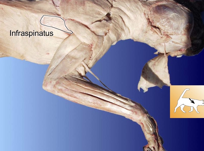 <p>infraspinatus</p><p>action: lateral rotation of humerus</p><p>a: subscapularis</p>